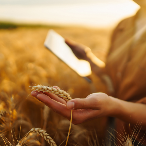 Eine Person hält Weizen in der Hand und betrachtet ein Tablet im Feld.