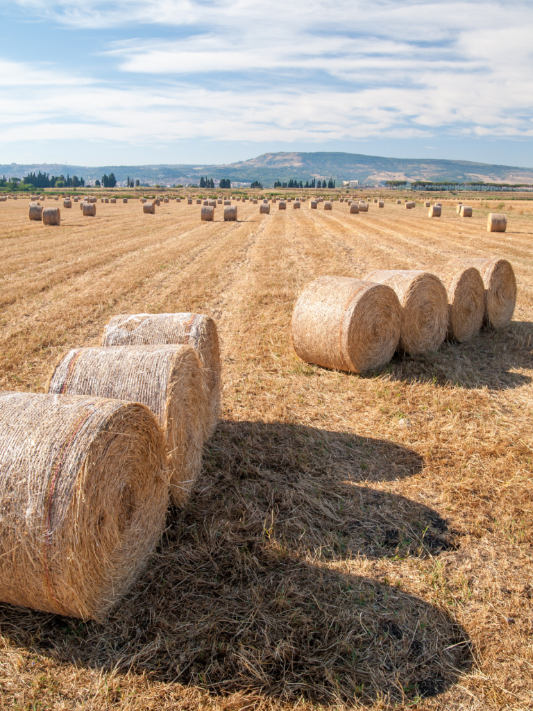 Strohrundballen liegen auf einem goldenen Feld vor einer hügeligen Landschaft.