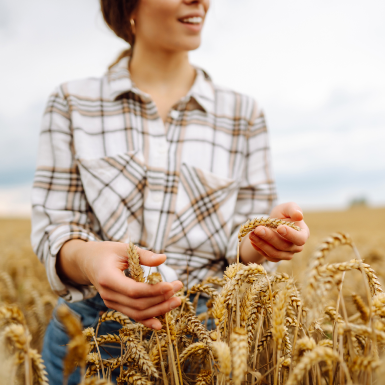 Eine Person in einem karierten Hemd hält Getreideähren in einem Feld.